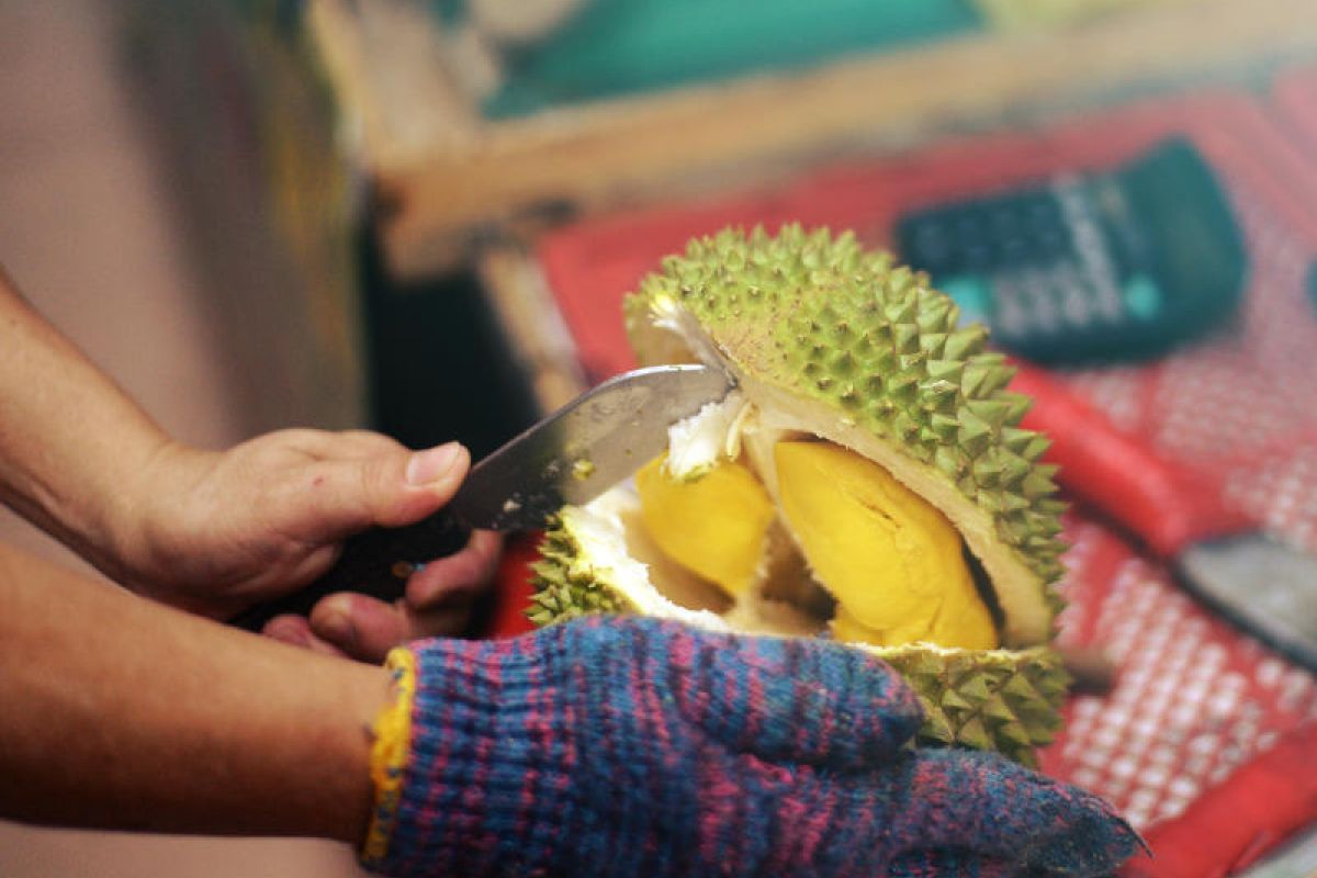 king of king durian